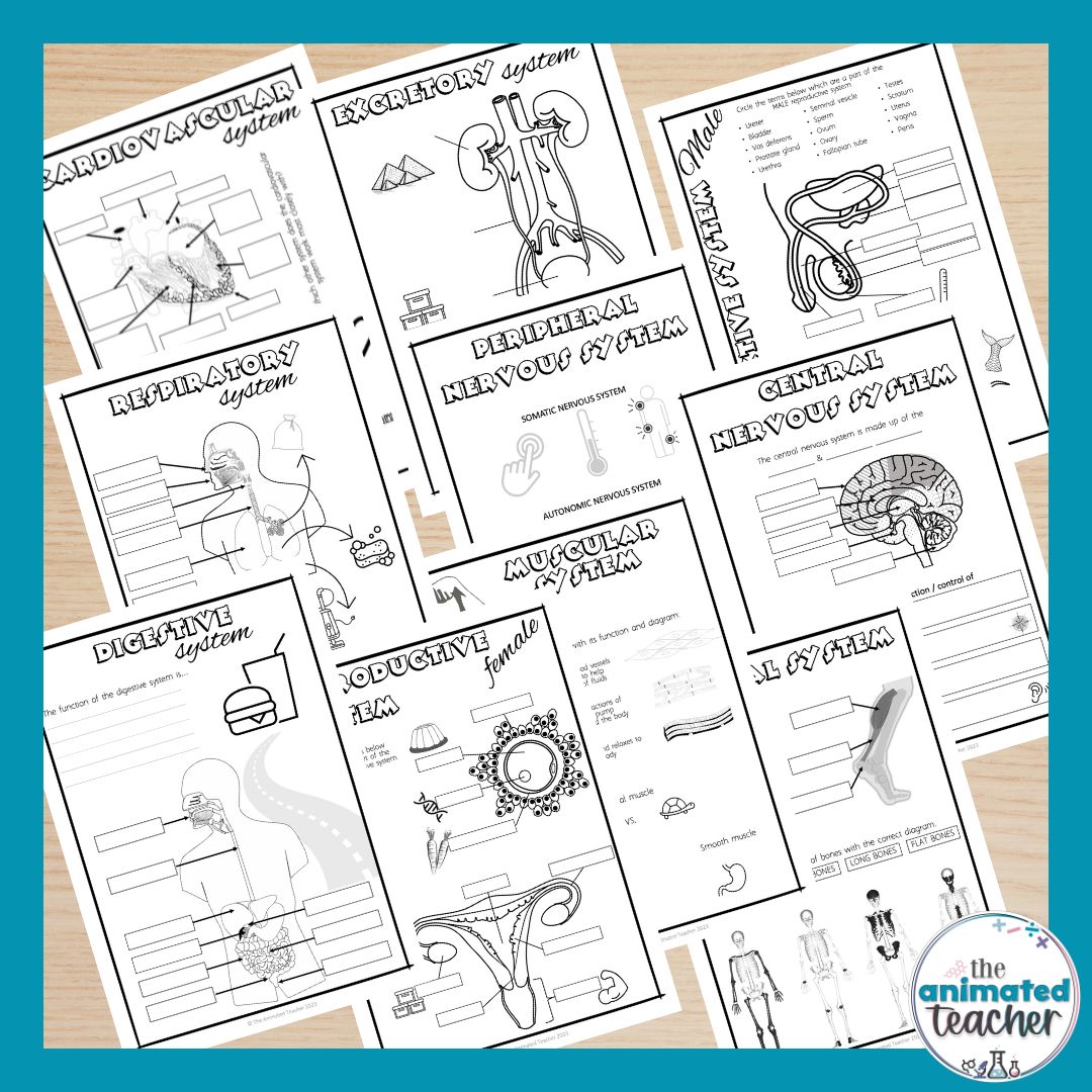 Unique Human Body Systems Doodle Notes Bundle 10 pages