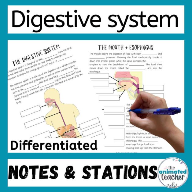 The Digestive System Worksheet Stations