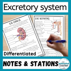 Excretory System Worksheet Stations