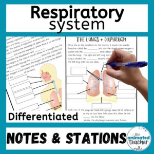 Respiratory system worksheet stations