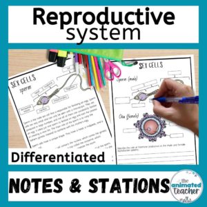Reproductive system worksheet stations