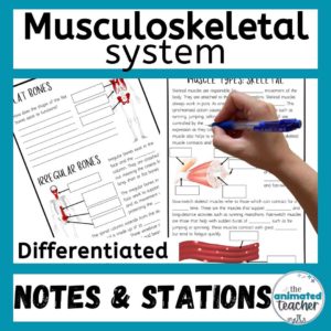 Musculoskeletal system worksheet stations