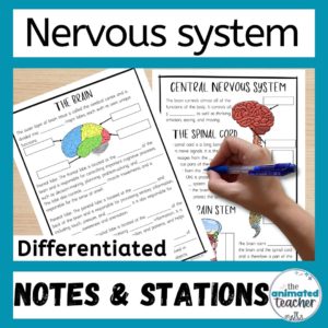 Nervous system worksheet stations