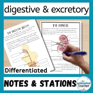 digestive and excretory system worksheets with answers