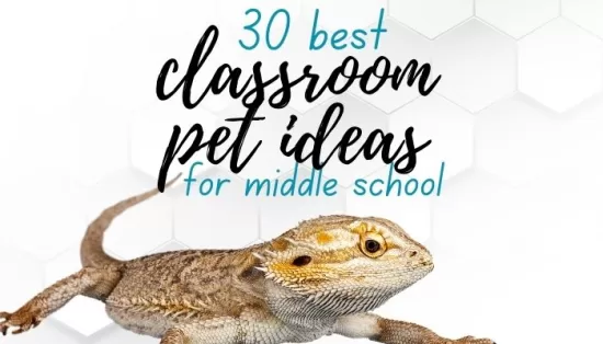 best classroom pet ideas